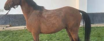 Doi armăsari frați de tată, cei mai scumpi cai scoși la licitație de Romsilva, săptămâna viitoare